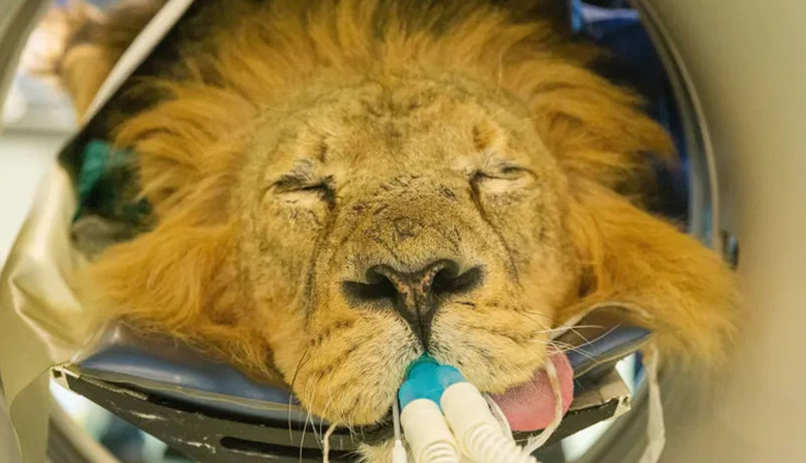 शेर की बिगड़ी तबियत, हुआ CT स्कैन, तस्वीरों को देख लोगों को हुई हैरानी