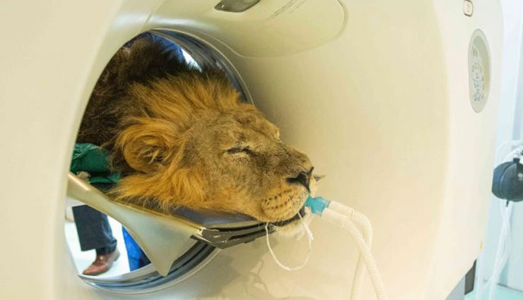 lion ct scan photos viral