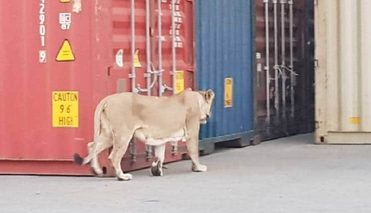 जब बंदरगाह देखने पहुंच गई शेर की पूरी फैमिली, तस्वीरें जब बंदरगाह देखने पहुंच गई शेर की पूरी फैमिली, तस्वीरें