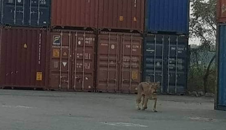 gir jungle,lion,pipavav port area in,gujarat,weird news ,गुजरात,शेर