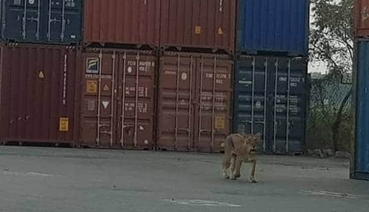 जब बंदरगाह देखने पहुंच गई शेर की पूरी फैमिली, तस्वीरें gir jungle,lion,pipavav port area in,gujarat,weird news