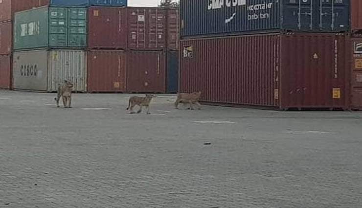 जब बंदरगाह देखने पहुंच गई शेर की पूरी फैमिली, तस्वीरें gir jungle,lion,pipavav port area in,gujarat,weird news