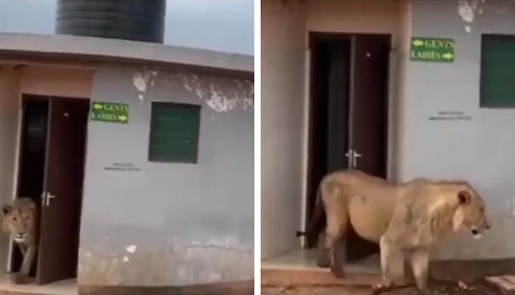 सार्वजनिक शौचालय से निकलते इस बब्बर शेर का वीडियो हो रहा वायरल, देखें यहां