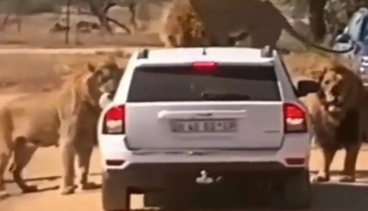 SUV के ऊपर चढ़े बब्बर शेर, वीडियो देख हर कोई हो रहा हैरान