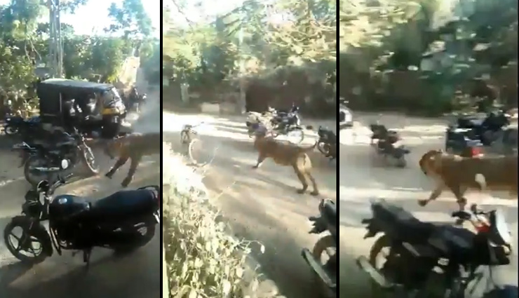 जब सड़क पर दौड़ता नजर आया शेर, वीडियो वायरल