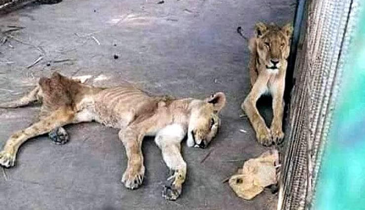 weak,lions,sudan,zoo,park,painful,picture,photos,weird news ,कुपोषित, कमजोर, शेर, सूडान, चिड़ियाघर, पार्क, दर्दनाक, तस्वीरें, फोटो
