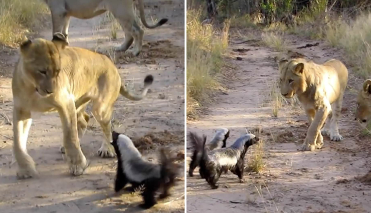इस छोटे से जानवर ने कर दिया शेरनी को परेशान, वीडियो देख रह जाएंगे दंग 