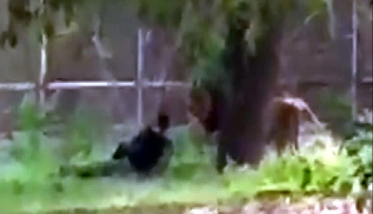 चिड़ियाघर के कर्मचारियों का खुलासा, आखिर क्यों बाड़े में कूदे युवक पर शेर ने नहीं किया हमला? zoo,man jumps into lion enclosure,zoo staff,weird news in hindi