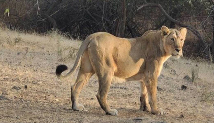 VIDEO : शेरनी को खदेड़ते नजर आया एक कुत्ता, जिसने भी देखा रह गया दंग 