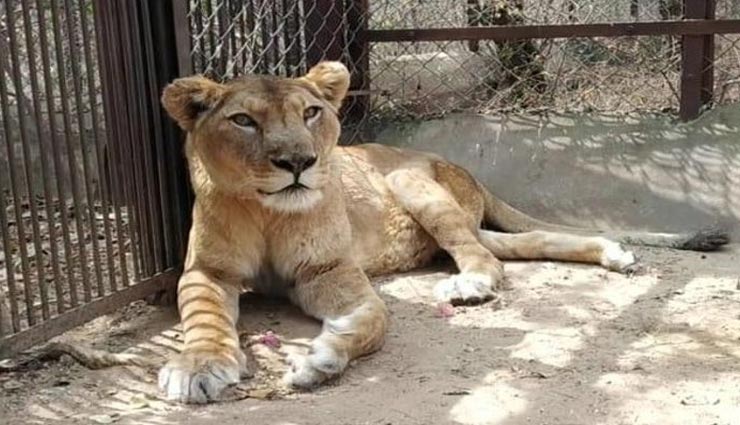 जयपुर : नाहरगढ़ रेस्क्यू सेंटर में अब नहीं सुनने को मिलेगी बेगम की दहाड़, पैरालाइसिस से थी पीड़ित