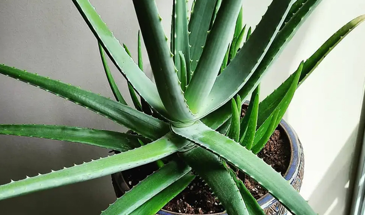 these home remedies are effective in enhancing the beauty of lips must try them,beauty tips,beauty hacks