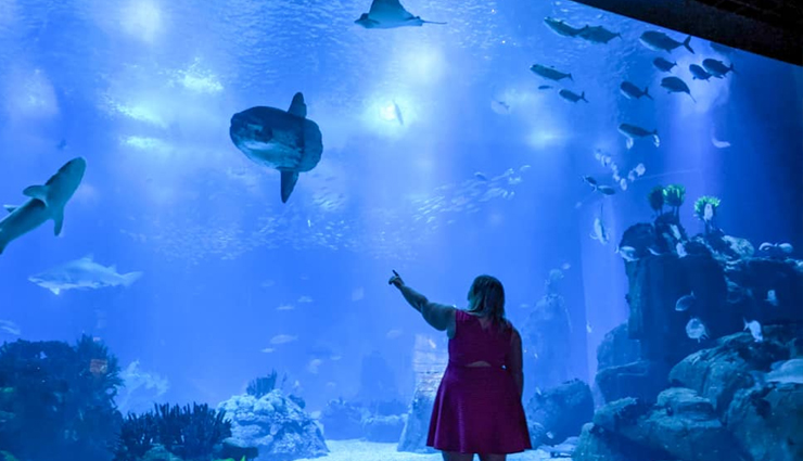 largest aquariums,worlds biggest marine exhibits,top aquarium destinations,aquatic wonders,marine life spectacles,oceanariums around the globe,giant fish tanks,underwater biodiversity,record-breaking aquariums,oceanic showcases