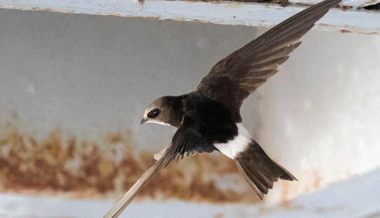 plover and lapwing found in india,india travel,india tourism,tourist places in india,holidays,travel