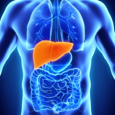 hepatits b,spot liver disease,bacteria