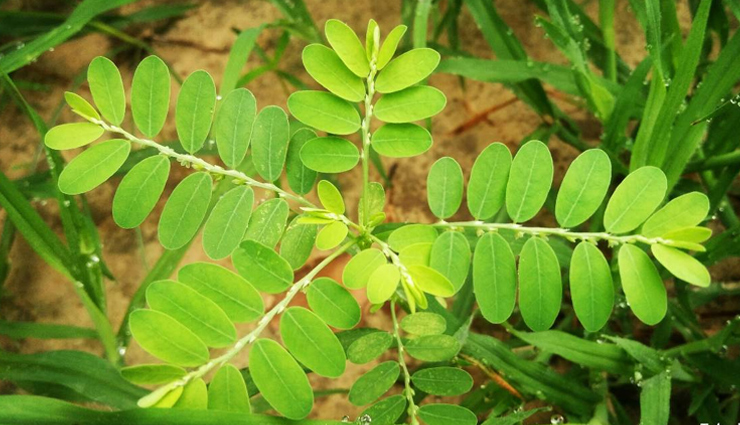 these ayurvedic herbs will work as sanjeevani herb for weak liver,Health,healthy living