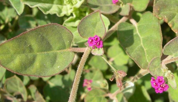 कमजोर लीवर के लिए संजीवनी बूटी का काम करेगी ये आयुर्वेदिक जड़ी-बूटीयां ayurvedic liver support,liver health remedies,natural liver detox,ayurvedic liver cleanse,herbs for liver strength,liver wellness solutions,ayurvedic liver tonic,herbal liver rejuvenation,liver vitality herbs,ayurvedic liver care supplements,holistic liver health,liver function support herbs,herbal remedies for liver weakness,ayurvedic liver fortification,liver detoxification herbs,traditional liver health remedies,ayurvedic liver regeneration,herbal liver protection,liver wellness boosters,ayurvedic liver health supplements