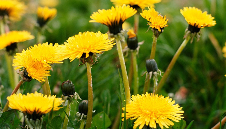 कमजोर लीवर के लिए संजीवनी बूटी का काम करेगी ये आयुर्वेदिक जड़ी-बूटीयां ayurvedic liver support,liver health remedies,natural liver detox,ayurvedic liver cleanse,herbs for liver strength,liver wellness solutions,ayurvedic liver tonic,herbal liver rejuvenation,liver vitality herbs,ayurvedic liver care supplements,holistic liver health,liver function support herbs,herbal remedies for liver weakness,ayurvedic liver fortification,liver detoxification herbs,traditional liver health remedies,ayurvedic liver regeneration,herbal liver protection,liver wellness boosters,ayurvedic liver health supplements