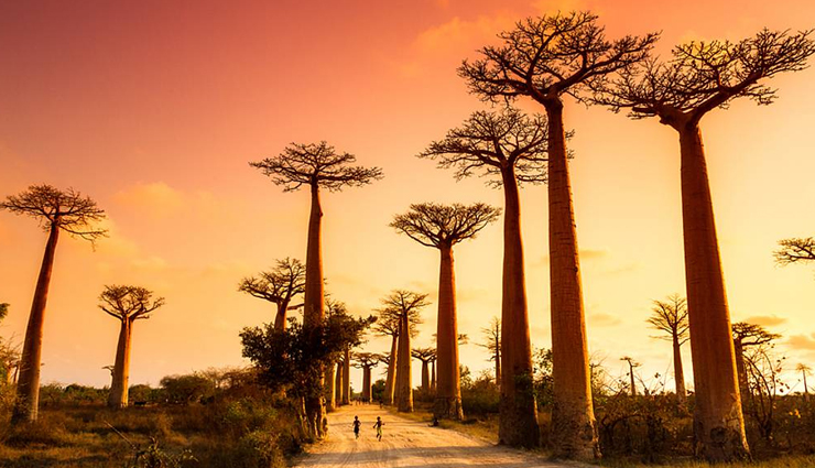 living trees to visit around the world,living trees,teapot baobab,madagascar,chandelier tree,usa,boab prison tree,australia,cotton tree,sierra leone,lone cypress tree