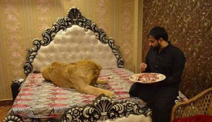 शेर के साथ मार्निंग वॉक पर जाते हैं जुल्कैफ, कभी जंजीर से भी नहीं बांधते