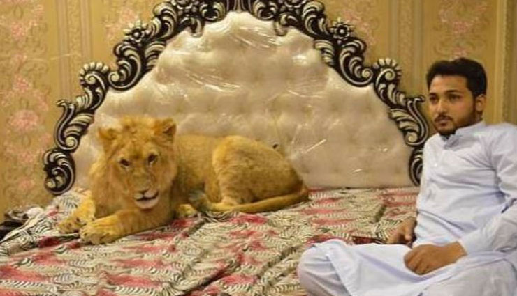 शेर के साथ मार्निंग वॉक पर जाते हैं जुल्कैफ, कभी जंजीर से भी नहीं बांधते pakistan,living with lion,zulkaif chaudhary