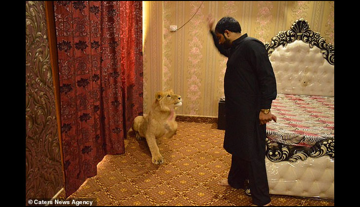 शेर के साथ मार्निंग वॉक पर जाते हैं जुल्कैफ, कभी जंजीर से भी नहीं बांधते pakistan,living with lion,zulkaif chaudhary