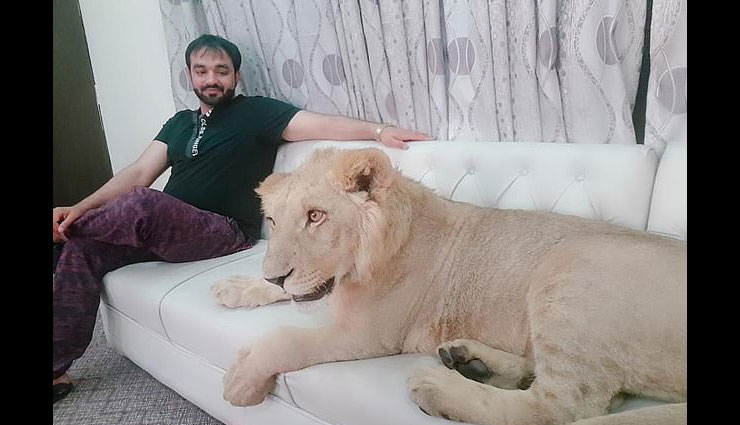 शेर के साथ मार्निंग वॉक पर जाते हैं जुल्कैफ, कभी जंजीर से भी नहीं बांधते pakistan,living with lion,zulkaif chaudhary
