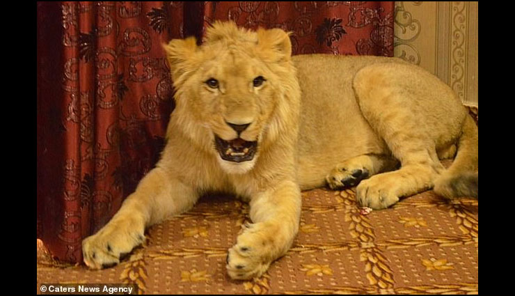 pakistan,living with lion,zulkaif chaudhary ,जुल्कैफ,पाकिस्तान,शेर के साथ मार्निंग वॉक पर जाते हैं जुल्कैफ