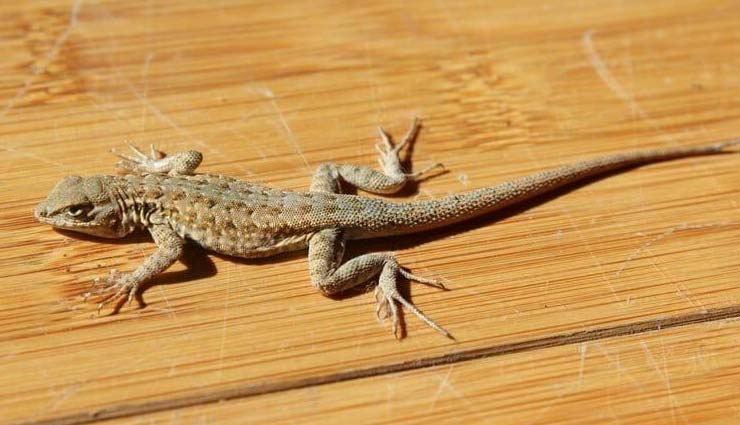 घर में छिपकलियों का रहता है आना जाना तो करे ये घरेलू उपाय, मिलेगा छुटकारा