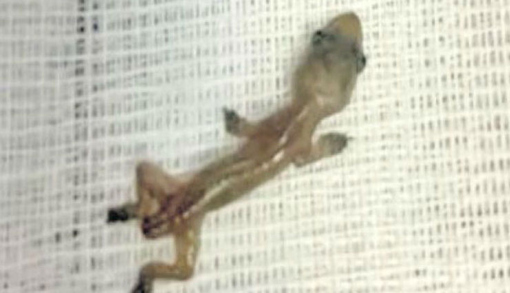 महिला के कान में 2 दिन से रह रही थी छिपकली, देख डॉक्टर हुए हैरान