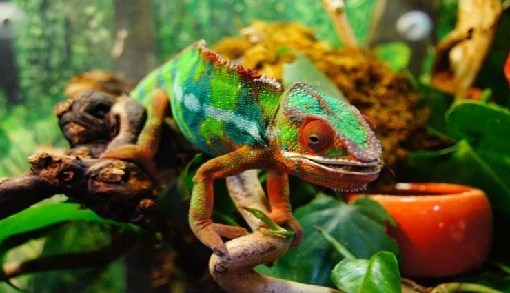 आखिर् क्यों और कैसे बदलते हैं गिरगिट अपना रंग?
weird news,weird facts,interesting facts,lizard changes color