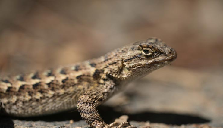 astrology tips,astrology tips in hindi,symptoms to get the money,lordess laxmi