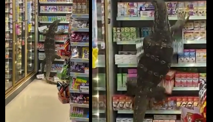 जब सुपरमार्केट में घुस गई विशालकाय छिपकली, फिर जो हुआ देख लोगों के उड़े होश, देखे वीडियो
