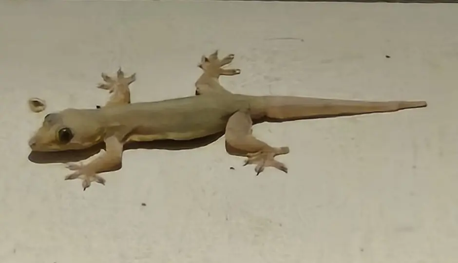 इन वजहों से घर में आ जाती हैं छिपकलियां, छुटकारा पाने के लिए अपनाएं ये 8 आसान और असरदार उपाय इन वजहों से घर में आ जाती हैं छिपकलियां, छुटकारा पाने के लिए अपनाएं ये 8 आसान और असरदार उपाय