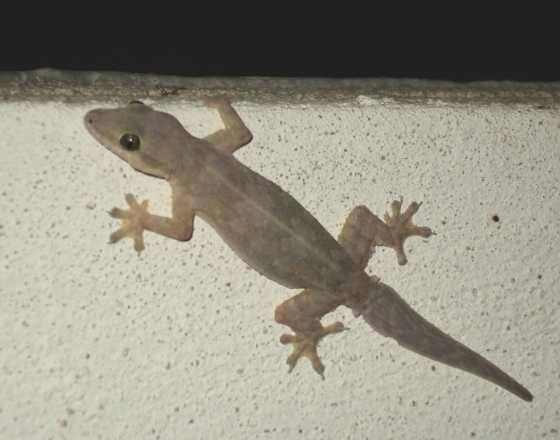home remedies to get rid of lizards,tips to get rid of lizards,lizards in home,household tips