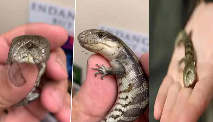 VIDEO : सोशल मीडिया पर वायरल हो रही यह दो मुंह वाली छिपकली