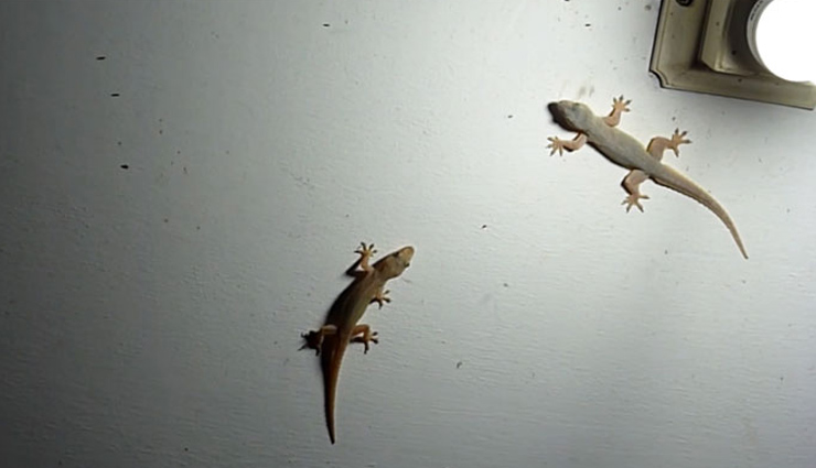 ways to get rid of lizards,lizards in house,house care tips,household tips