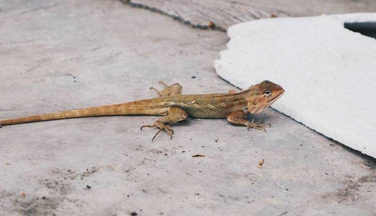 ways to get rid of lizards,lizards in house,house care tips,household tips