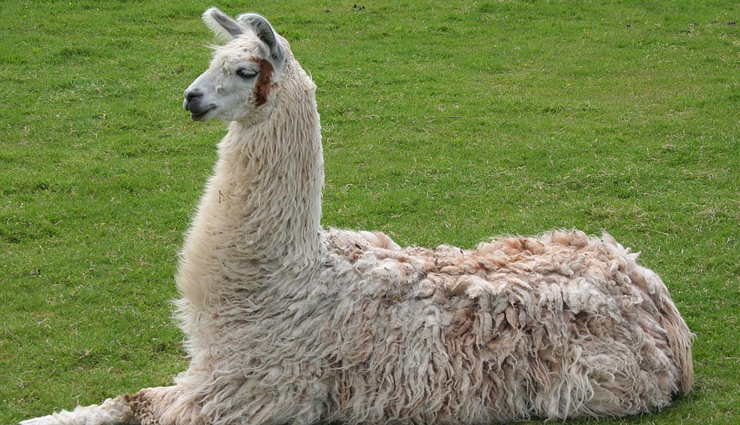 coronavirus,coronavirus news,coronavirus treatment,coronavirus treatment in llamas,coronavirus cure,coronavirus prevention,news,news in hindi