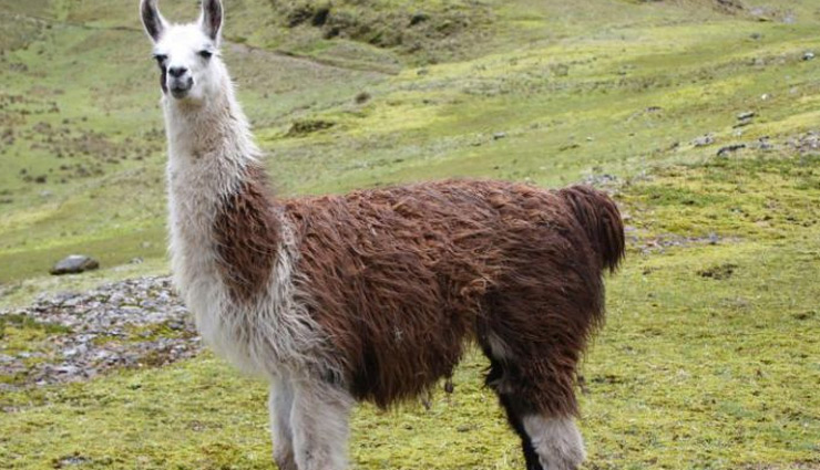 coronavirus,coronavirus news,coronavirus treatment,coronavirus treatment in llamas,coronavirus cure,coronavirus prevention,news,news in hindi