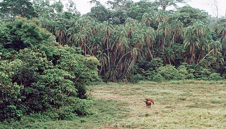 cameroon,national parks visit in cameroon,cameroon tourist places,waza national park,lobeke national park,korup national park,benoue national park,dja faunal reserve,nki national park,faro national park,bouba njida national park,campo maan national park,holidays,travel
