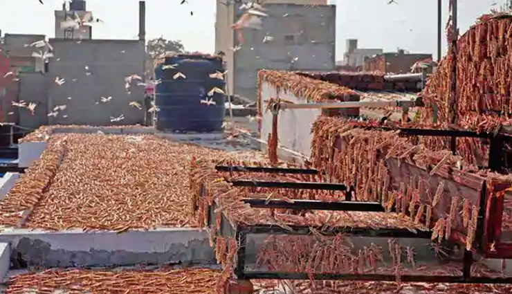 गुरग्राम में टिड्डियों का आतंक, दिल्ली में भगाने के लिए बजेंगे डीजे