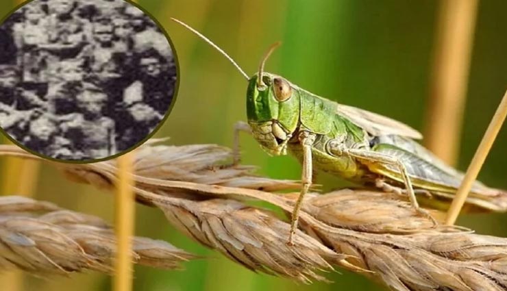 करोड़ों लोगों के मरने की वजह बनी थी टिड्डियाँ, जानें पूरा माजरा