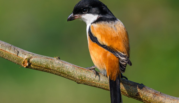 jungle birds,jungle birds you can spot  in india,india tourism,tourist places in india,india tourist places,holidays,travel