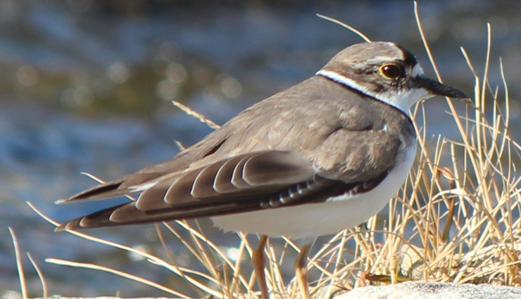 plover and lapwing found in india,india travel,india tourism,tourist places in india,holidays,travel