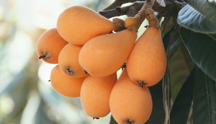 loquat health benefits,loquat fruit benefits,loquat medicinal properties,loquat for digestive health,loquat respiratory benefits,loquat endocrine system,loquat sedative properties,ayurvedic benefits of loquat,japanese plum health benefits,loquat for overall health,loquat fruit uses,loquat in ayurveda,loquat nutrition,loquat fruit advantages,loquat for wellness