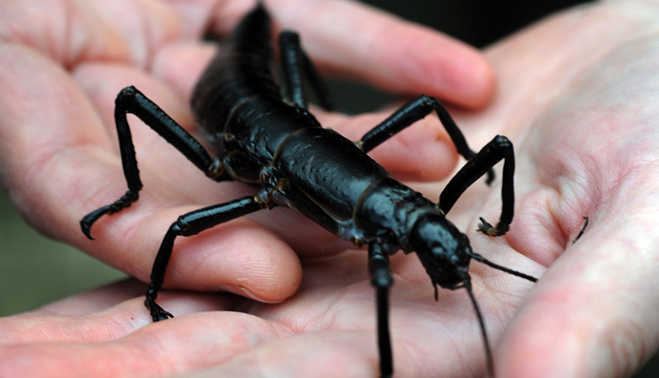 animals around the world,6 exquisite species of zoo animals,6 rare zoo animals,6 rare animals that are found in zoo,zoo animals,rare species of animals around the world,albino american alligators,african painted dog,panamanian golden frog,cotton-top tamarin,lord howe island stick insect,melbourne zoo australia,lincoln park zoo illinois,the maryland zoo baltimore,cincinnati zoo & botanical garden ohio,newport aquarium kentucky