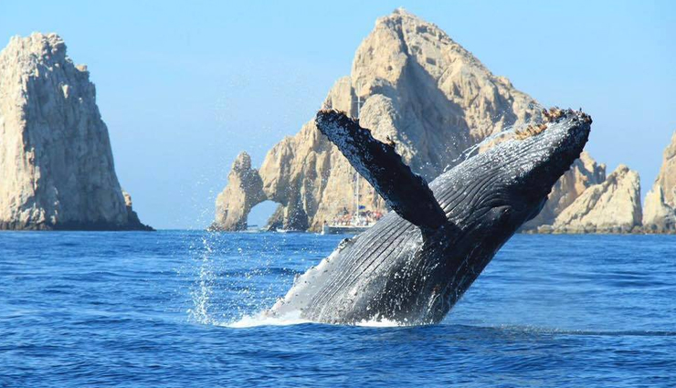los cabos,things to do in los cabos,places to visit in los cabos,travel tips,mexico