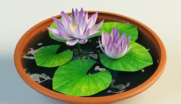 these plants brings growth in house,money plant,liliy plant,bamboo tree,lotus,aamla,chinese flower,shwetark plant,jyotish