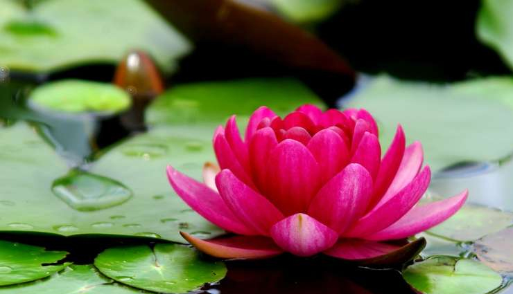 diy flower face packs,face packs to get instant glow,beauty tips,beauty hacks,flower face packs