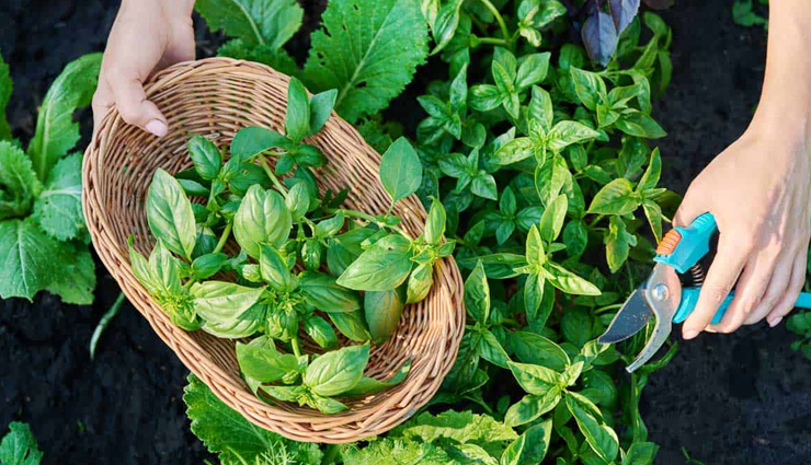 home remedies for low blood pressure,natural remedies for low bp,how to increase blood pressure naturally,best home remedies for low bp,ayurvedic remedies for low blood pressure,diet for low blood pressure,herbal remedies for hypotension,low bp treatment at home,ways to manage low blood pressure,natural ways to control hypotension,foods to raise blood pressure,home remedies for dizziness due to low bp,low blood pressure cure naturally,lifestyle tips for low bp